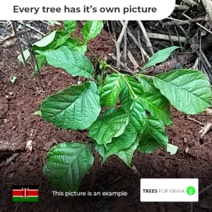 Trees in Kenya - Image 2