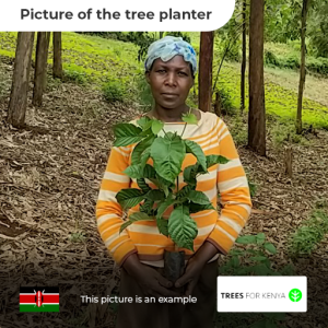 Trees in Kenya - Image 3